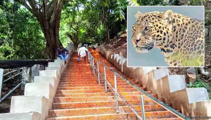 శ్రీవారి భక్తులకు హెచ్చరిక.. మెట్ల మార్గంలో చిరుత కలకలం శ్రీవారి భక్తులకు హెచ్చరిక.. మెట్ల మార్గంలో చిరుత కలకలం