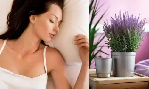 Lavender Plant : నిద్రలేని రాత్రులు గడుపుతున్నారా..? ఈ ఒక్క మొక్కను మీ బెడ్ రూమ్‌లో ఉంచుకుంటే చాలు !