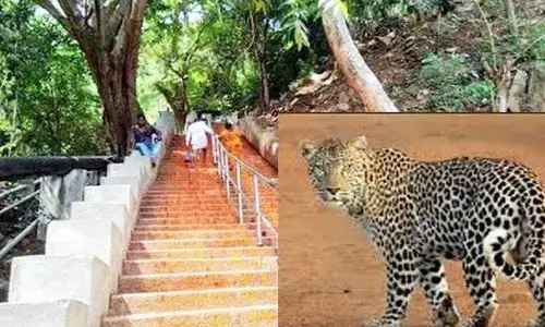 Tirumala:శ్రీవారి మెట్టు మార్గంలో చిరుత సంచారం.. స్పందించిన అటవీశాఖ అధికారి