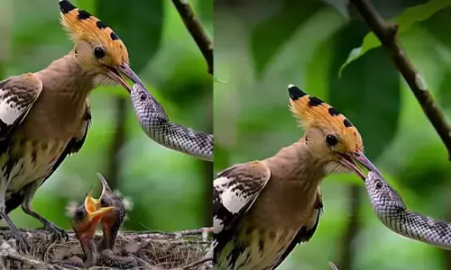 Viral News:పాముకు గుణపాఠం నేర్పిన పక్షి.. ఏం చేసిందో చూడండి!(వీడియో)