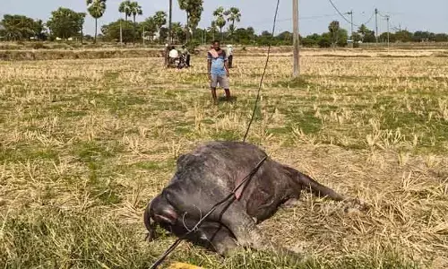 విద్యుత్ ఘాతంతో పాడి గేదె మృతి