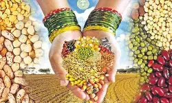 నేటి నుంచి రైతు వేదికల్లో విత్తన మేళా నేటి నుంచి రైతు వేదికల్లో విత్తన మేళా