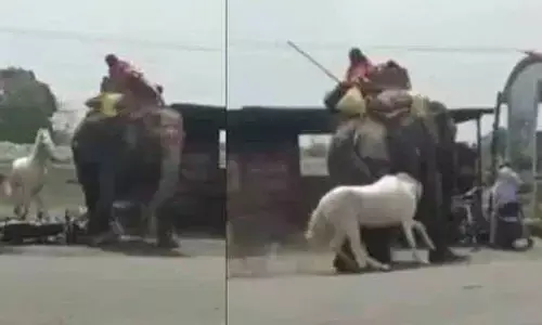 Viral video: గుర్రం, ఏనుగు మధ్య భీకర ఫైట్‌.. ఎవరు గెలిచారంటే?