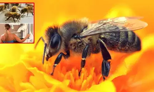 Bee Venom : తేనెటీగ కుడితే రొమ్ము క్యాన్సర్ పరార్..! కానీ ఆ సందర్భం ఎప్పుడంటే..