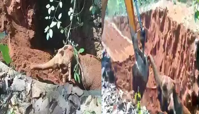 మాటలు లేనిప్రేమ.. ప్రాణాలు కాపాడిన వారికి ఏనుగు థ్యాంక్స్ ఎలా చెప్పిందంటే? మాటలు లేనిప్రేమ.. ప్రాణాలు కాపాడిన వారికి ఏనుగు థ్యాంక్స్ ఎలా చెప్పిందంటే?