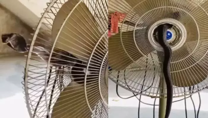 Viral News:ఫ్యాన్ ఎవరు ఆపేశారు బ్రో.. ఇంట్లోకి వెళ్లిన కింగ్ కోబ్రా ఏం చేసిందో చూడండి!?(వీడియో) Viral News:ఫ్యాన్ ఎవరు ఆపేశారు బ్రో.. ఇంట్లోకి వెళ్లిన కింగ్ కోబ్రా ఏం చేసిందో చూడండి!?(వీడియో)