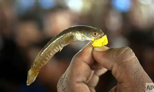 ఆస్తమాకు చేప ఔషధమేనా?