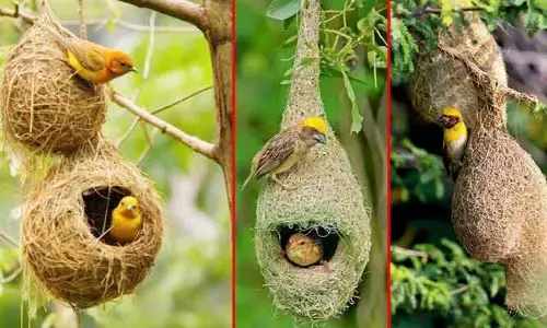 Sparrows nests : పిచ్చుక గూళ్లు.. పల్లె ఒడిలో పరవశింపజేసిన మధుర జ్ఞాపకం !