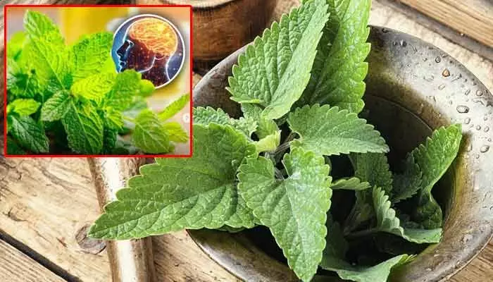 Lemon balm : వామ్మో..! ఈ ఆకులు ఇన్ని అద్భుతాలు చేస్తాయా..? ఇలా వాడితే ఆ సమస్యలన్నీ పరార్ !! Lemon balm : వామ్మో..! ఈ ఆకులు ఇన్ని అద్భుతాలు చేస్తాయా..? ఇలా వాడితే ఆ సమస్యలన్నీ పరార్ !!