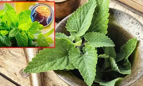 Lemon balm : వామ్మో..! ఈ ఆకులు ఇన్ని అద్భుతాలు చేస్తాయా..? ఇలా వాడితే ఆ సమస్యలన్నీ పరార్ !!