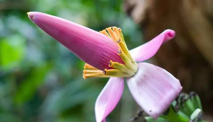 Miracle medicine : మధుమేహ వ్యాధిగ్రస్తులకు దివ్యౌషధం.. ఈ పువ్వు కనిపిస్తే అస్సలు వదలకండి! Miracle medicine : మధుమేహ వ్యాధిగ్రస్తులకు దివ్యౌషధం.. ఈ పువ్వు కనిపిస్తే అస్సలు వదలకండి!