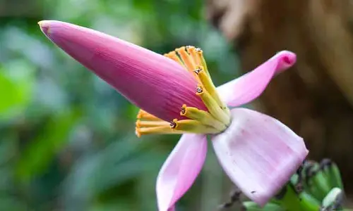 Miracle medicine : మధుమేహ వ్యాధిగ్రస్తులకు దివ్యౌషధం.. ఈ పువ్వు కనిపిస్తే అస్సలు వదలకండి!
