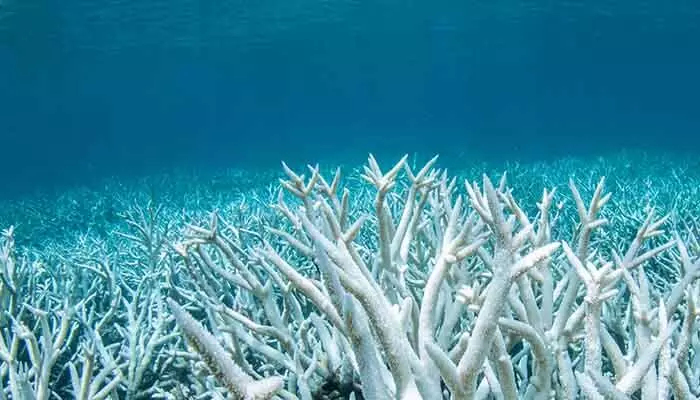 తీవ్రస్థాయికి చేరుకున్న Ocean Acidity.. ప్రమాదంలో మనిషి మనుగడ? తీవ్రస్థాయికి చేరుకున్న Ocean Acidity.. ప్రమాదంలో మనిషి మనుగడ?