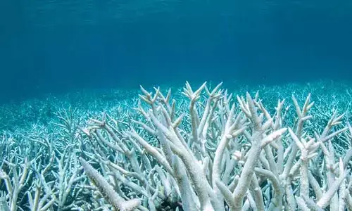 తీవ్రస్థాయికి చేరుకున్న Ocean Acidity.. ప్రమాదంలో మనిషి మనుగడ?