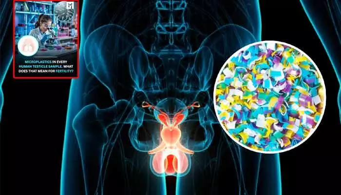 Health : టెస్టికల్స్లో పేరుకుపోతున్న మైక్రో ప్లాస్టిక్స్.. సంతానలేమి సమస్యలకు అవే కారణమా..? Health : టెస్టికల్స్లో పేరుకుపోతున్న మైక్రో ప్లాస్టిక్స్.. సంతానలేమి సమస్యలకు అవే కారణమా..?