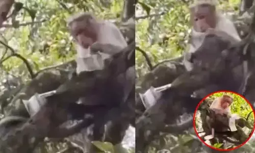 Viral Video : కోతికి కొబ్బరి చిప్పకాదు, డబ్బులు దొరికితే ఏం చేస్తుందో తెలుసా..?!