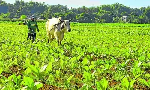 పొగాకు రైతులకు బిగ్ షాక్.. బ్లాక్ బర్లీని నిషేధిస్తూ ఆదేశాలు