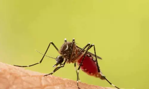 దోమకాటుకు ఇన్ని రకాల ఇన్ఫెక్షన్లు వస్తాయా?