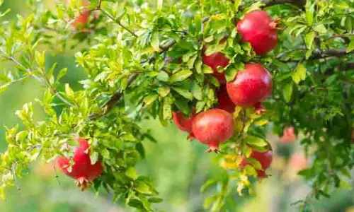 దానిమ్మ పండ్లే కాదు.. ఆకుల్లోనూ ఔషధ గుణాలు