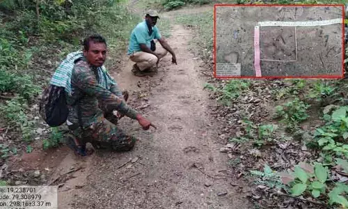 తిర్యాణి కైరిగూడలో పులి సంచారం కలకలం