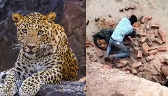 చిరుత పై ఇటుకలతో దాడి.. వారిపై కేసు నమోదు చిరుత పై ఇటుకలతో దాడి.. వారిపై కేసు నమోదు