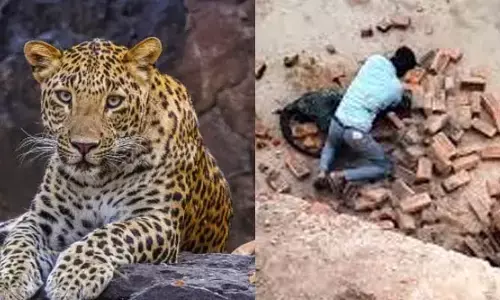 చిరుత పై ఇటుకలతో దాడి.. వారిపై కేసు నమోదు