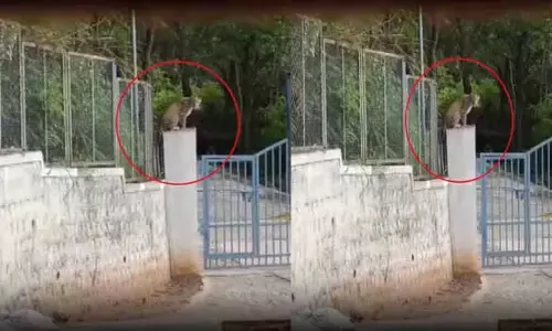 తిరుమలలో చిరుత సంచారం