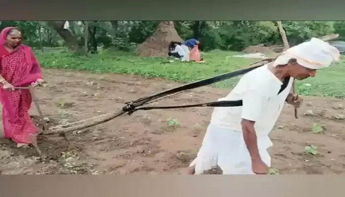 దుక్కి దున్నేందుకు వృద్ధుల కష్టాలు...వాళ్ళను చూస్తే కన్నీళ్లు ఆగవు !