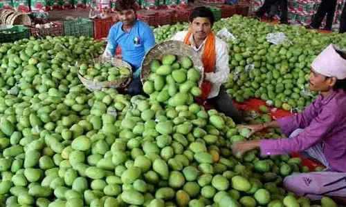 దిగుబడి తక్కువ, దిగుమతులు ఎక్కువ.. గిట్టుబాటు లేక మామిడి రైతుల అవస్థలు