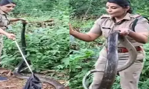 కింగ్ కోబ్రాను లటుక్కున పట్టేసిన మహిళా ఆఫీసర్.. నెటిజన్లు షాక్