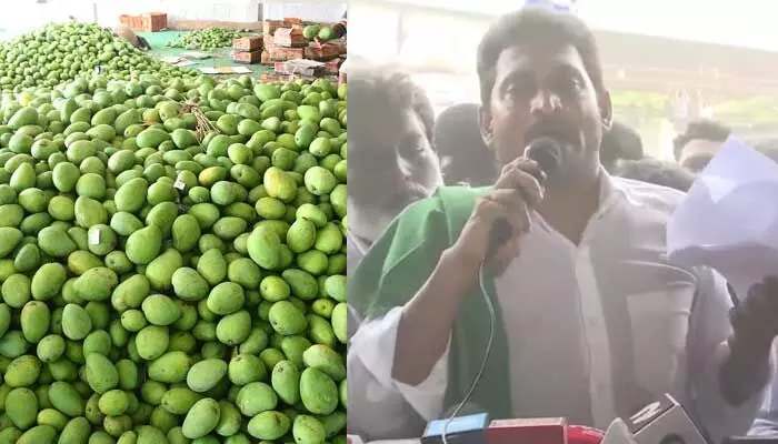 మామిడి రైతులకు అన్యాయం.. చంద్రబాబు గాడిదలు కాస్తున్నారా ? : జగన్ మామిడి రైతులకు అన్యాయం.. చంద్రబాబు గాడిదలు కాస్తున్నారా ? : జగన్