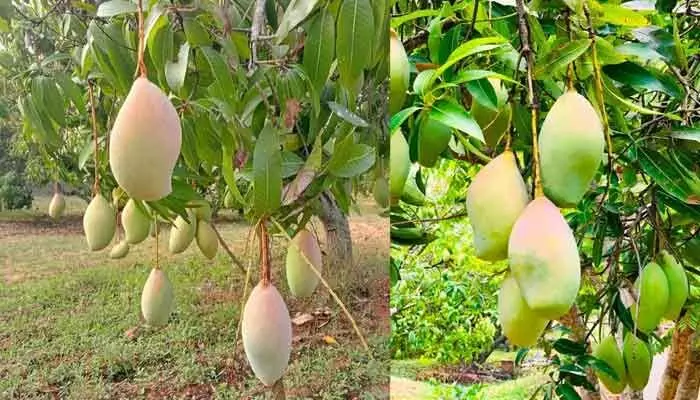 మామిడి రైతులకు భారీ గుడ్ న్యూస్.. రూ. 260 కోట్లు విడుదల మామిడి రైతులకు భారీ గుడ్ న్యూస్.. రూ. 260 కోట్లు విడుదల