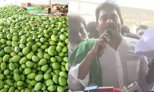 మామిడి రైతులకు అన్యాయం.. చంద్రబాబు గాడిదలు కాస్తున్నారా ? : జగన్