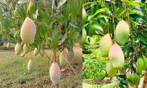 మామిడి రైతులకు భారీ గుడ్ న్యూస్.. రూ. 260 కోట్లు విడుదల