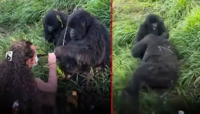 Viral video : పక్కన నేనుండగానే అమ్మాయిని టచ్ చేస్తావా..? జుట్టు పట్టుకొని పొట్టు పొట్టుగా ఎలా కొట్టిందో చూడండి..!! Viral video : పక్కన నేనుండగానే అమ్మాయిని టచ్ చేస్తావా..? జుట్టు పట్టుకొని పొట్టు పొట్టుగా ఎలా కొట్టిందో చూడండి..!!