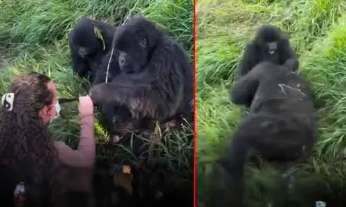 Viral video : పక్కన నేనుండగానే అమ్మాయిని టచ్ చేస్తావా..? జుట్టు పట్టుకొని పొట్టు పొట్టుగా ఎలా కొట్టిందో చూడండి..!!