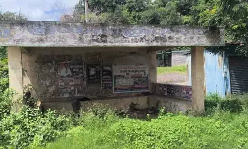 పిచ్చి మొక్కల మధ్య ప్రయాణ ప్రాంగణం