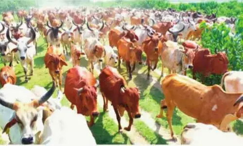 గోసంరక్షణ ముసుగులో అక్రమంగా వసూళ్లు..