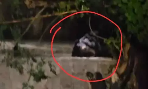 కరీంనగర్ జిల్లాలో ఎలుగుబంటి కలకలం..