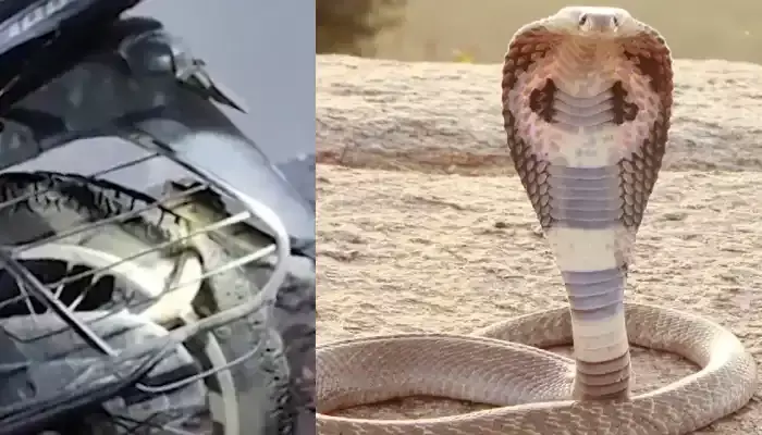 బైక్ లో భారీ నాగుపాము..బుసలు కొడుతూ !