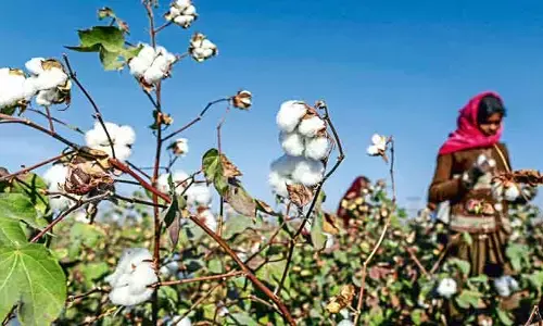 పత్తి చేన్లలో జీవం.. రైతు బతుకుల్లో వెలుగు.!