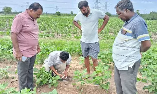 వలిగొండలో పాదముద్రల కలకలం..పులివా, చిరుతవా?