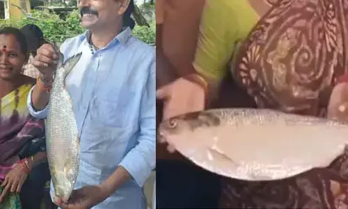 రికార్డులు బ్రేక్ చేసిన పులస.. ఈ సారి ఎంత ధర పలికిందంటే..?
