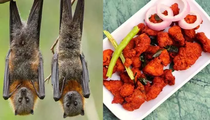 చైనా కాదు ఇండియాలో గబ్బిలాల మాంసంతో వంటకాలు..బయటపడిన షాకింగ్ నిజాలు చైనా కాదు ఇండియాలో గబ్బిలాల మాంసంతో వంటకాలు..బయటపడిన షాకింగ్ నిజాలు