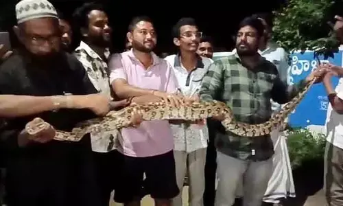 అర్థరాత్రి కొండ చిలువ కలకలం