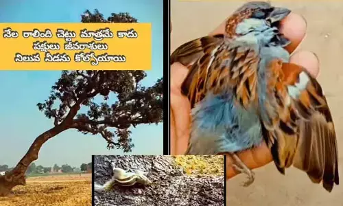 కళ్ల ముందే చెదిరిన గూడు.. ఎన్నో ప్రాణాలకు నీడనిచ్చి నిలువెల్లా కూలి.. (వీడియో)
