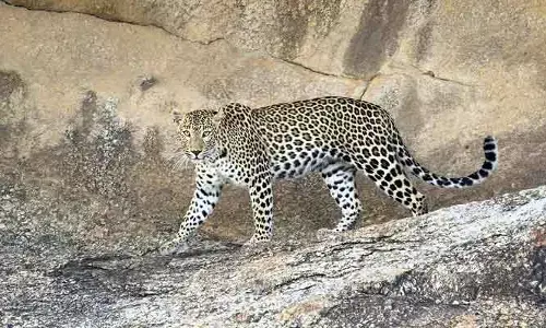 Hyderabad: గోల్కొండలో చిరుత కలకలం