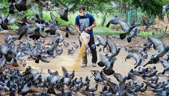 Dont feed pigeons : పావురాలకు ఫీడింగ్ అందిస్తున్నారా..? వాటివల్ల పొంచి ఉన్న ముప్పు ఇదే.. Dont feed pigeons : పావురాలకు ఫీడింగ్ అందిస్తున్నారా..? వాటివల్ల పొంచి ఉన్న ముప్పు ఇదే..