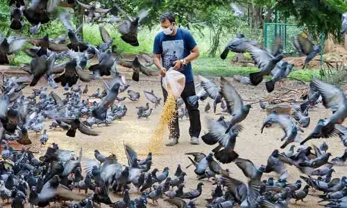 Dont feed pigeons : పావురాలకు ఫీడింగ్ అందిస్తున్నారా..? వాటివల్ల పొంచి ఉన్న ముప్పు ఇదే..
