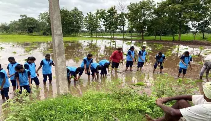 రైతులతో కలిసి వరి నాట్లు వేసిన విద్యార్థులు రైతులతో కలిసి వరి నాట్లు వేసిన విద్యార్థులు